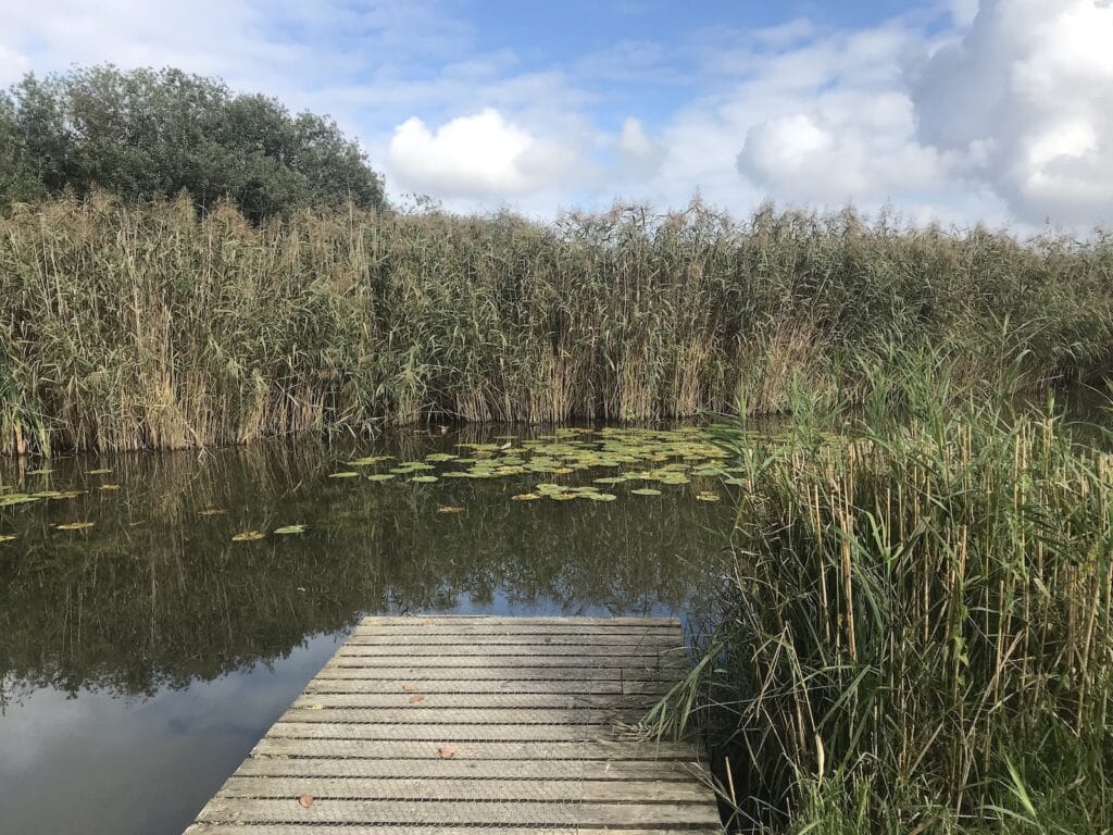 Steg zu Teich