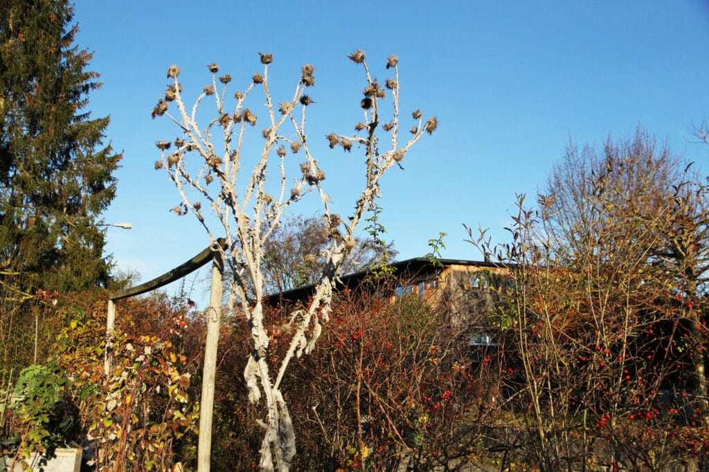 Eselsdistel
