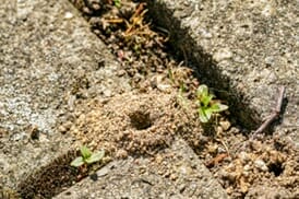 Wildbienen Nistplatz