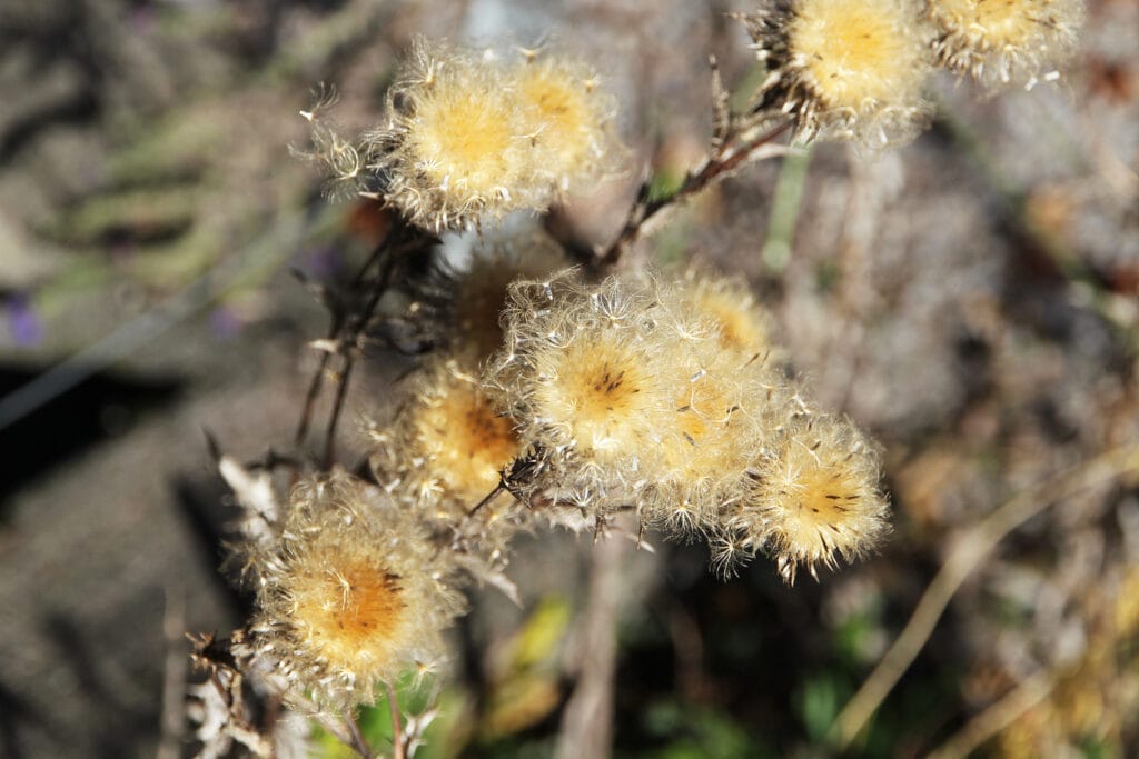 Golddistel