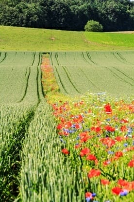 Bluehstreifen