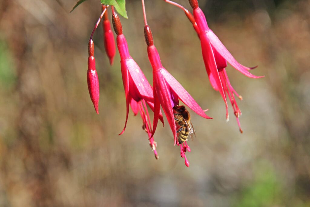 Fuchsia