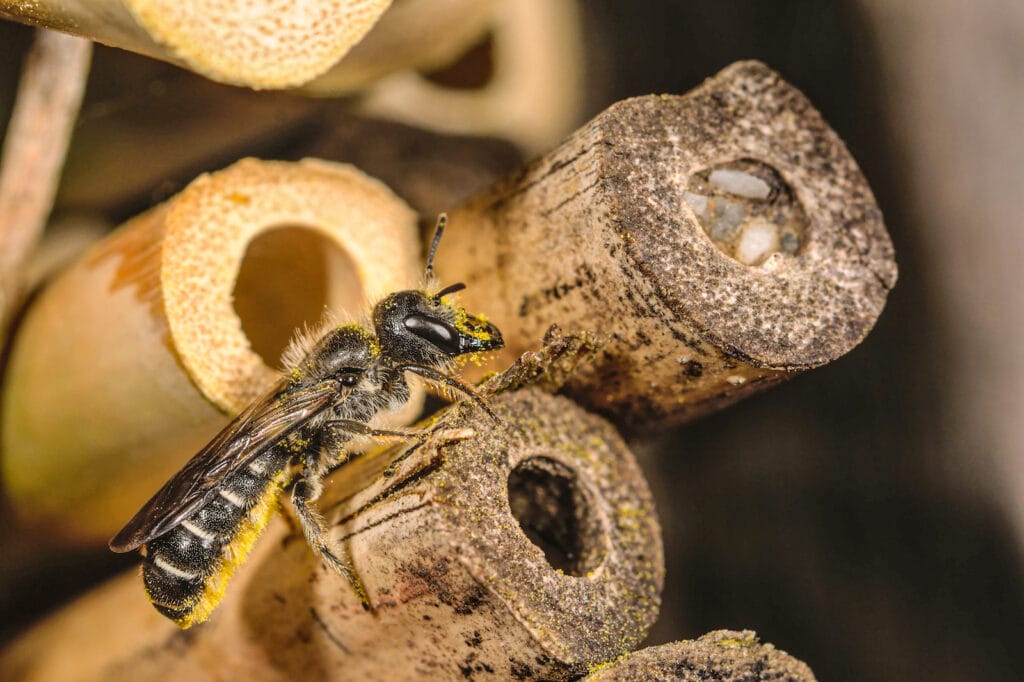 Chelostoma florisomne female