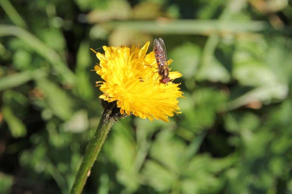 Schwebfliege
