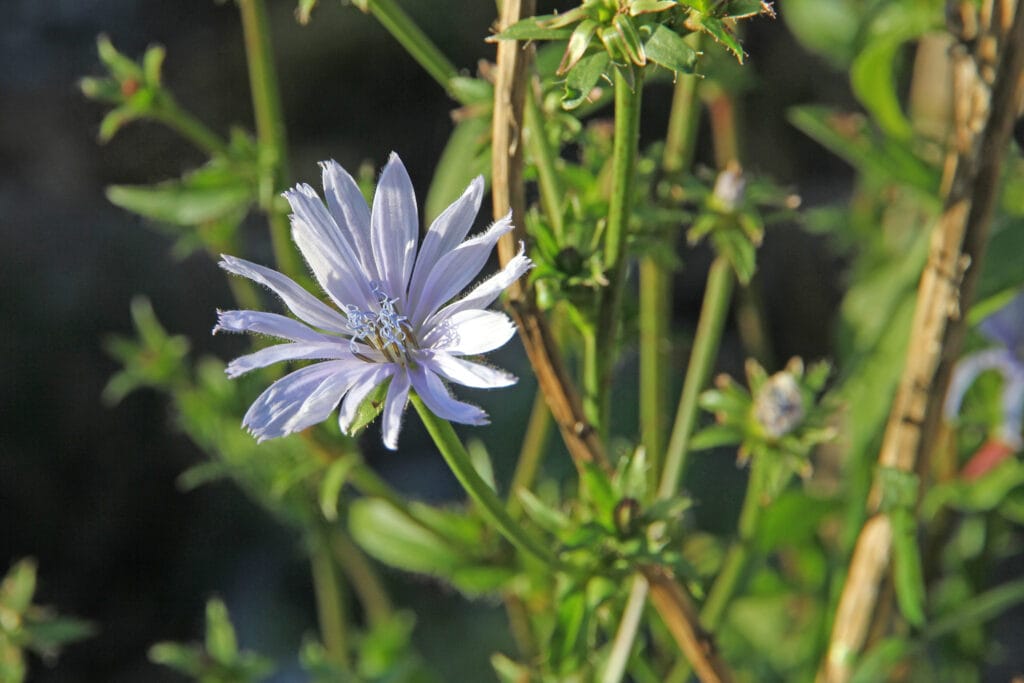 Wegwarte
