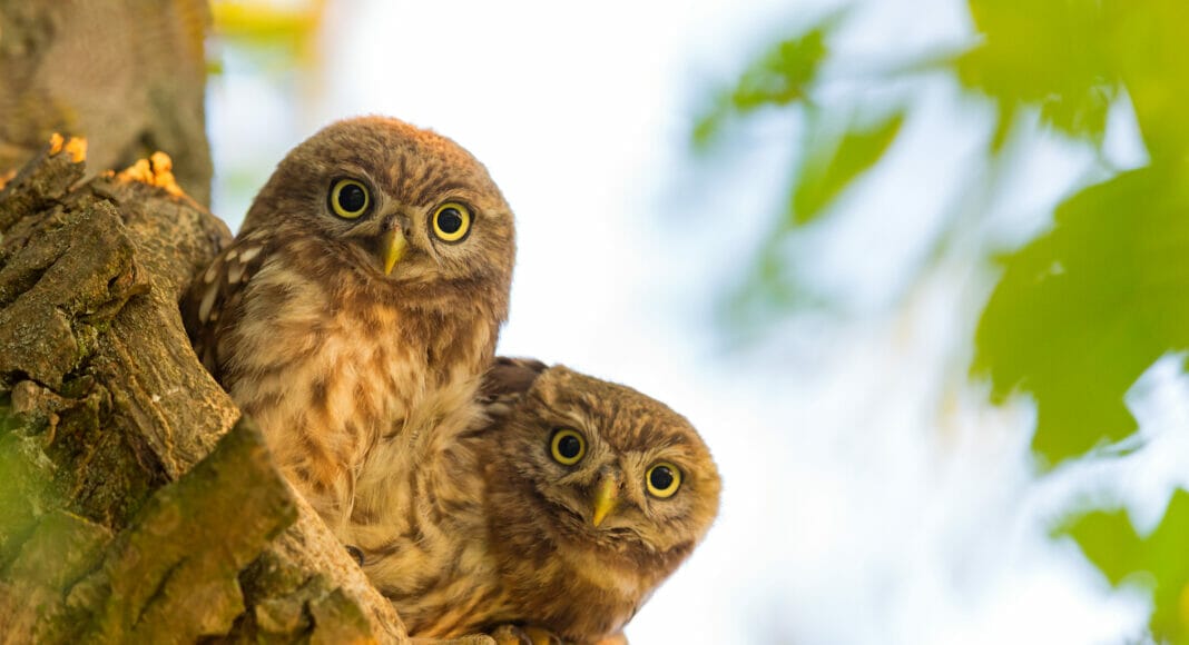 Steinkauz, Little Owl, Athene noctua, Chevêche d'Athéna, Chouette chevèche, Mochuelo Europeo, Mochuelo Común