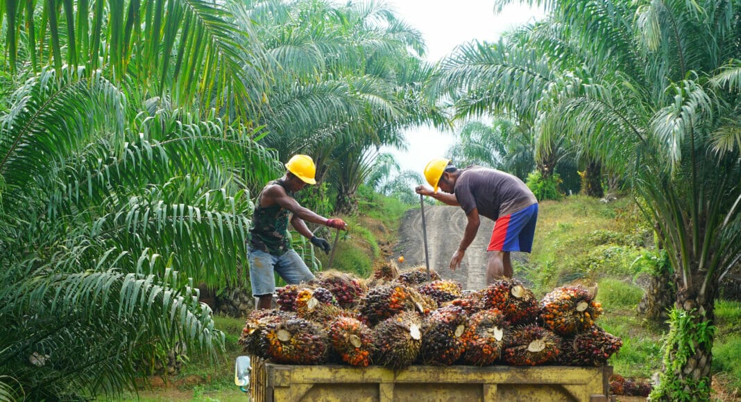Palmöl Ernte in Indonesien