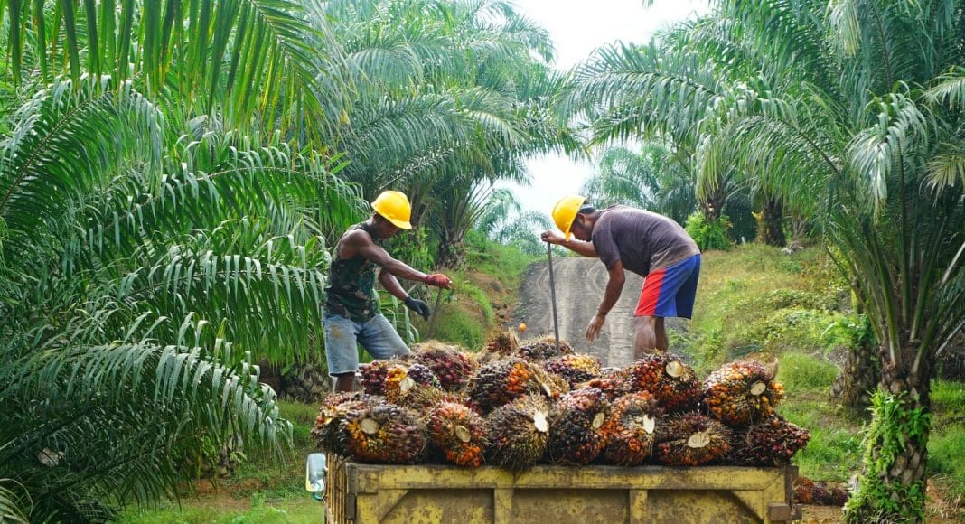 Palmöl Ernte in Indonesien