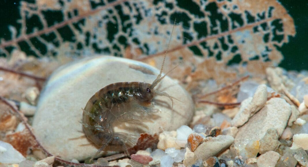 Bachflohkrebs