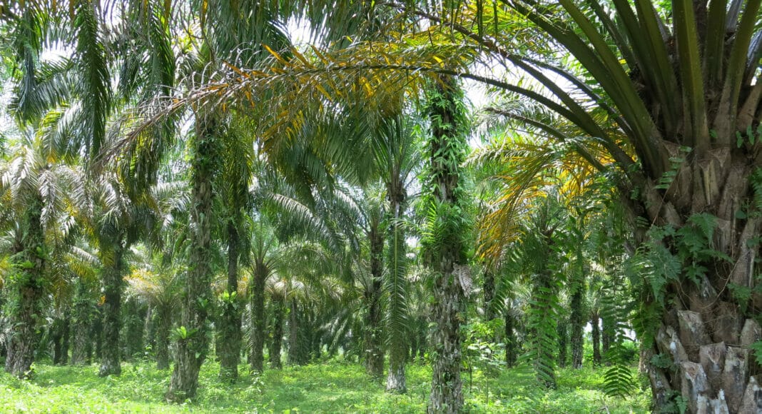 Palmölplantage