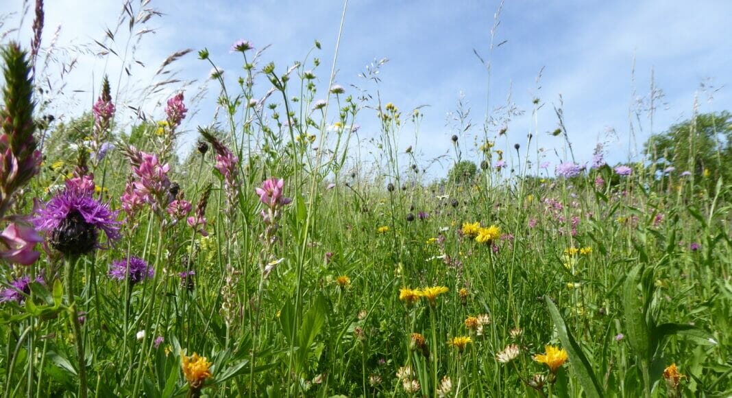Wildblumenwiese