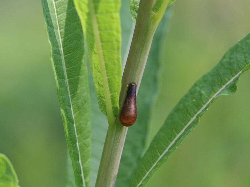 Schwebfliegenlarve