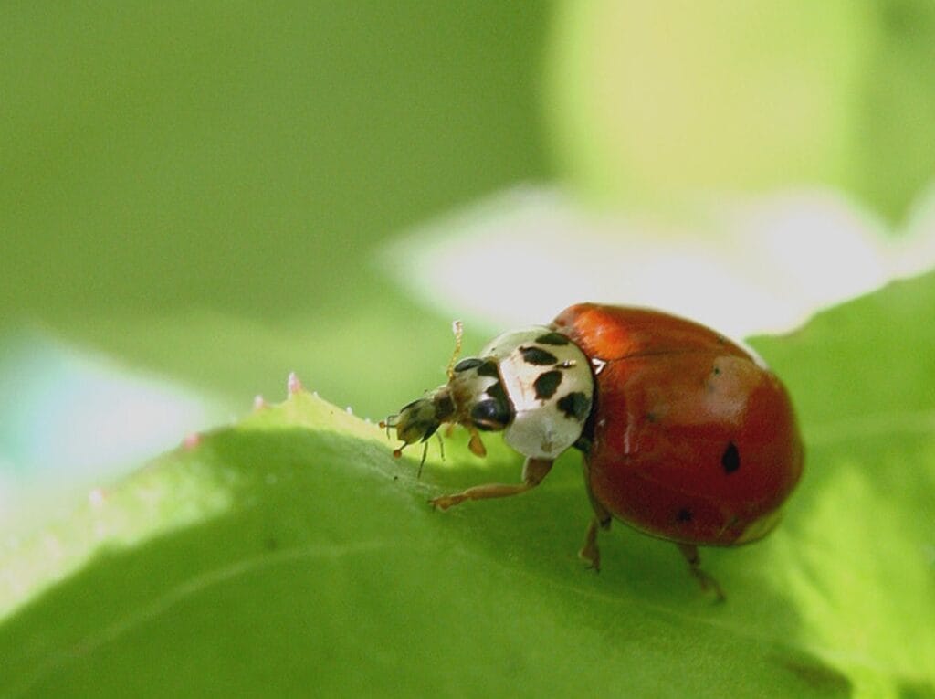 Marienkäfer