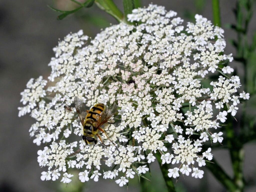 Schwebfliege