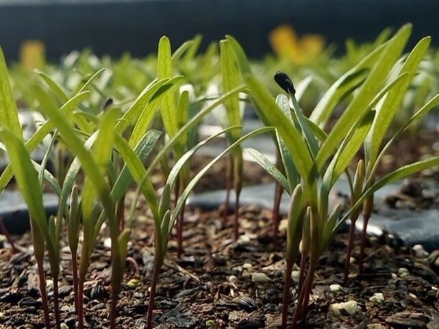 Setzlinge in der Zürcher Wildstauden Gärtnerei