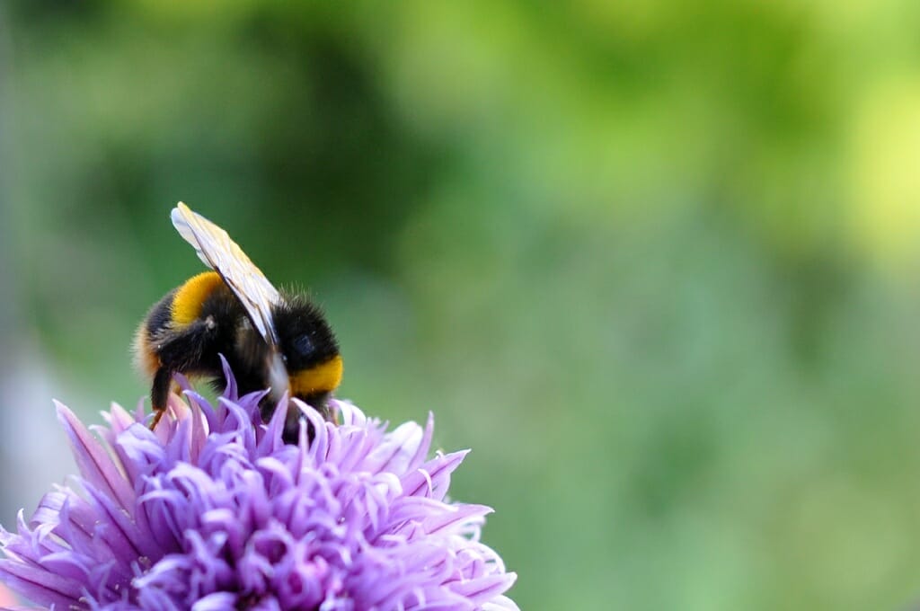 Eine Hummel auf einem Schnittlauch