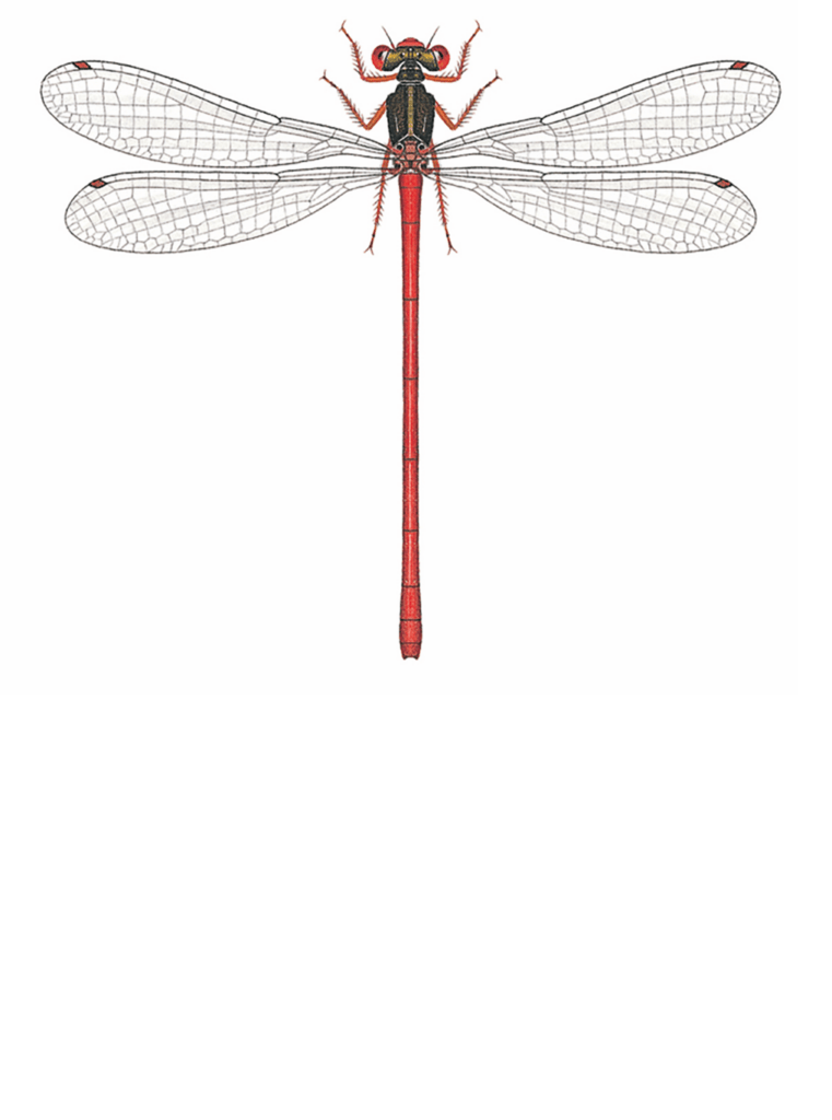 Zeichnung einer Scharlachlibelle