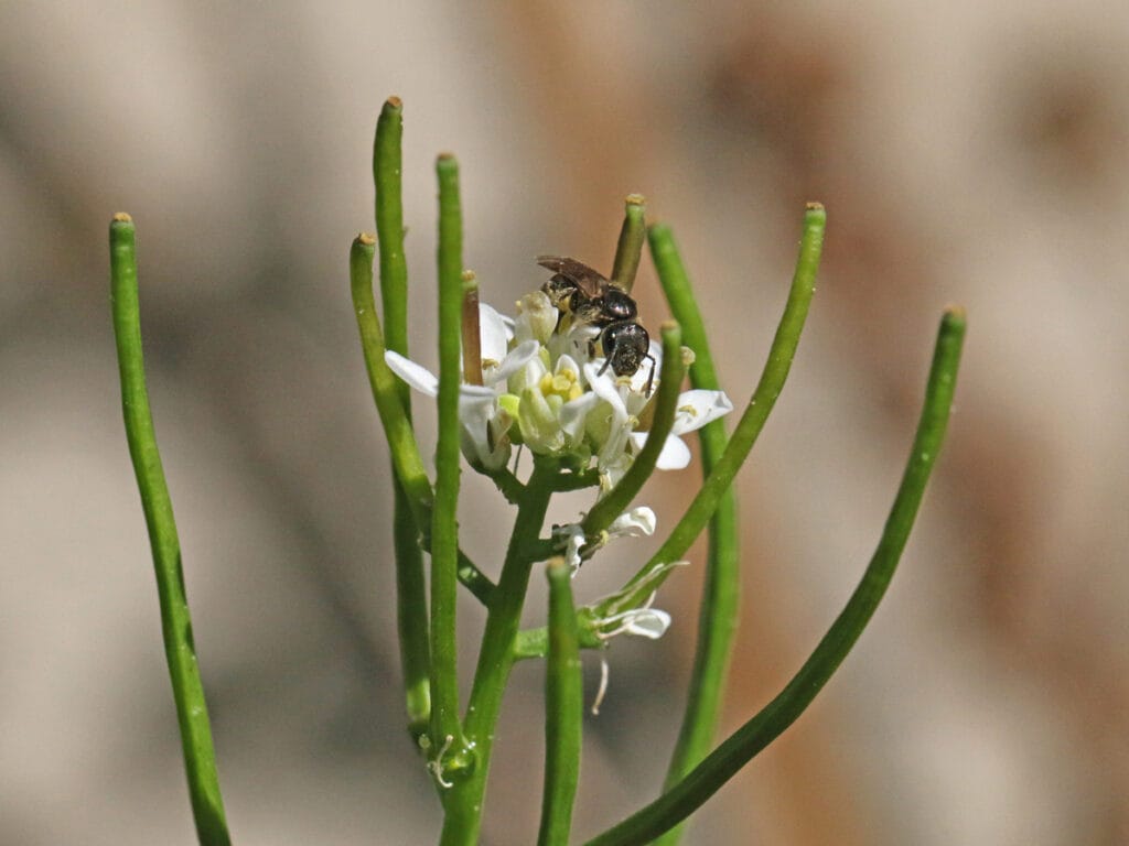 Wildbiene auf Knoblauchhederich