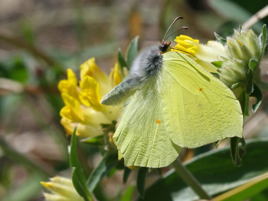 Zitronenfalter auf Wundklee