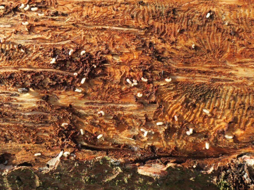 Buchdrucker Larven