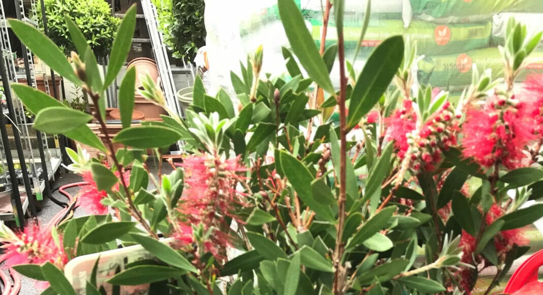 Callistemon-Pflanze