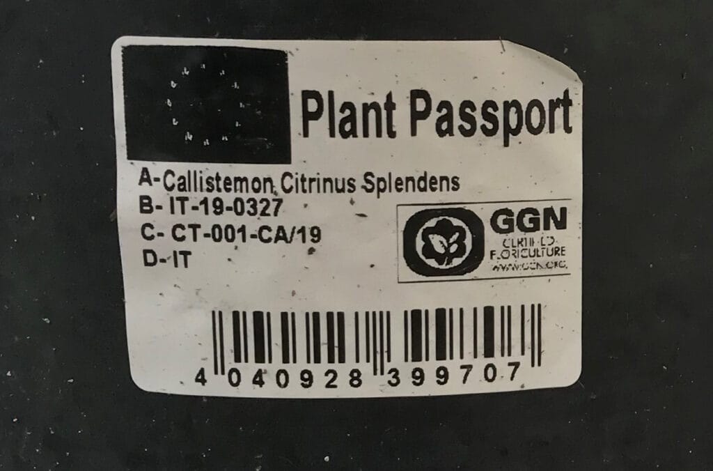 Pflanzenpass auf dem Topf der Callistemon-Pflanze