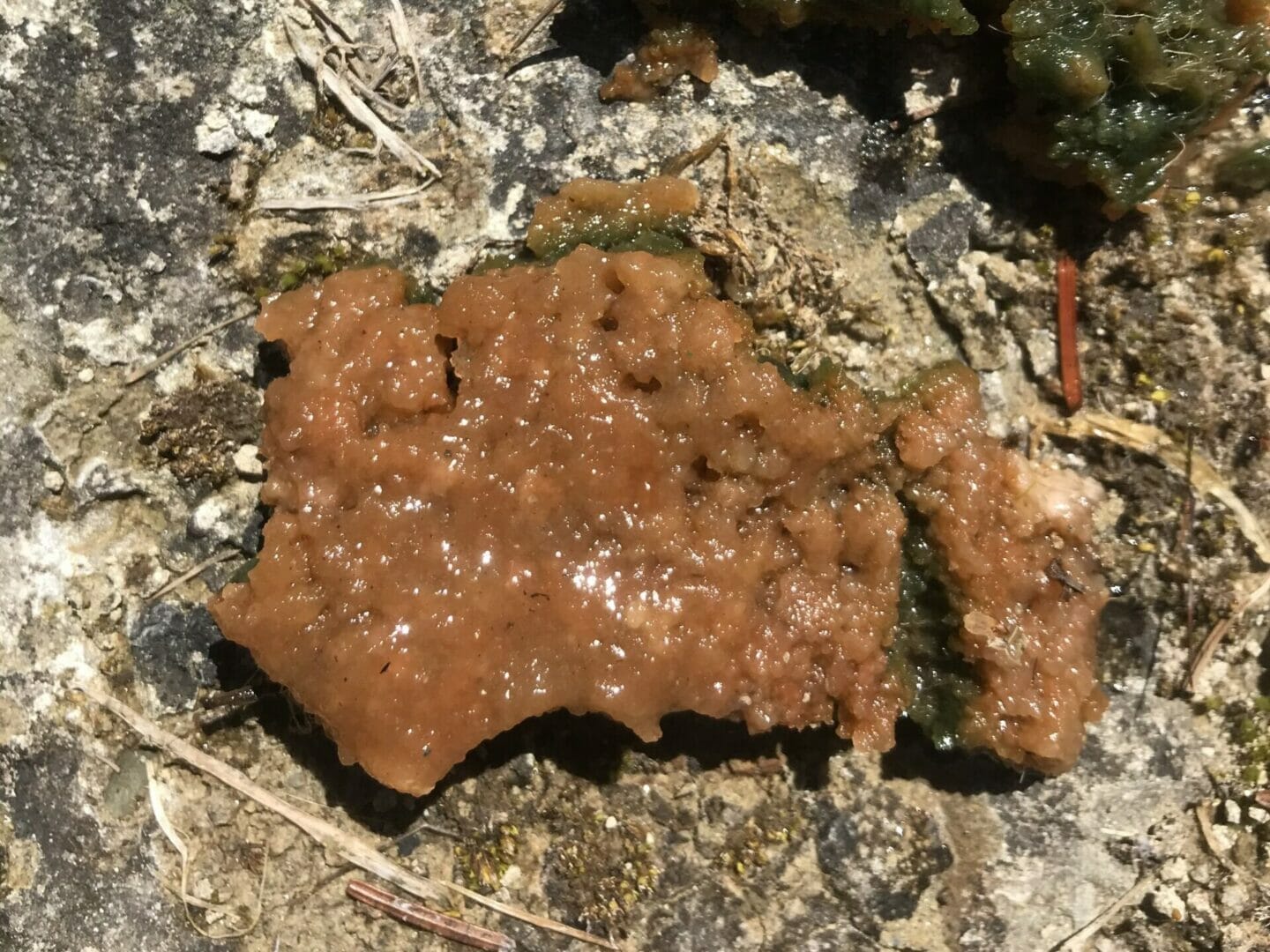Braunrötlicher harter Belag im Gartenteich Naturschutz.ch