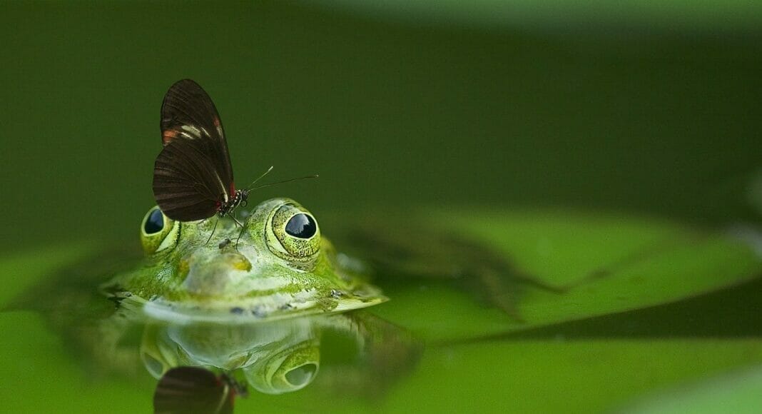Frosch