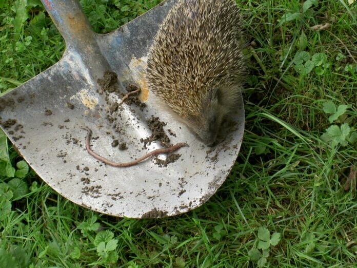 Igel Igel
