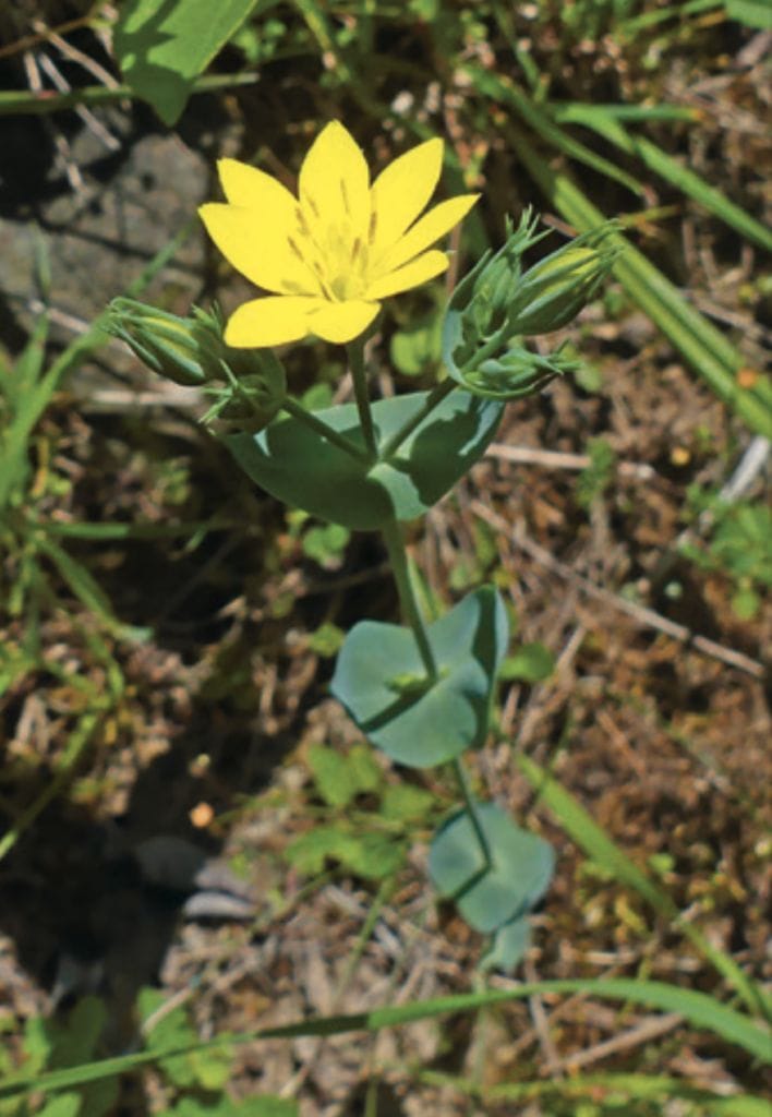 Durchwasener Bitterling