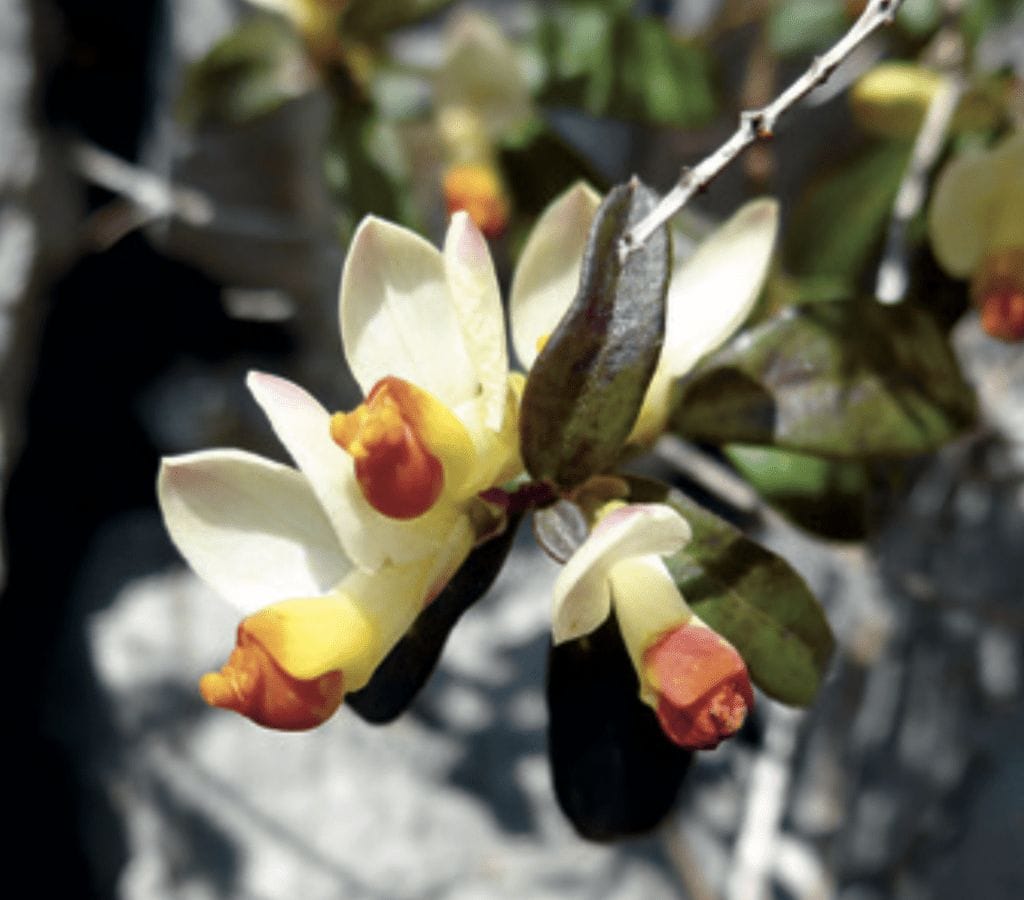 Buchsblättrige Kreuzblume