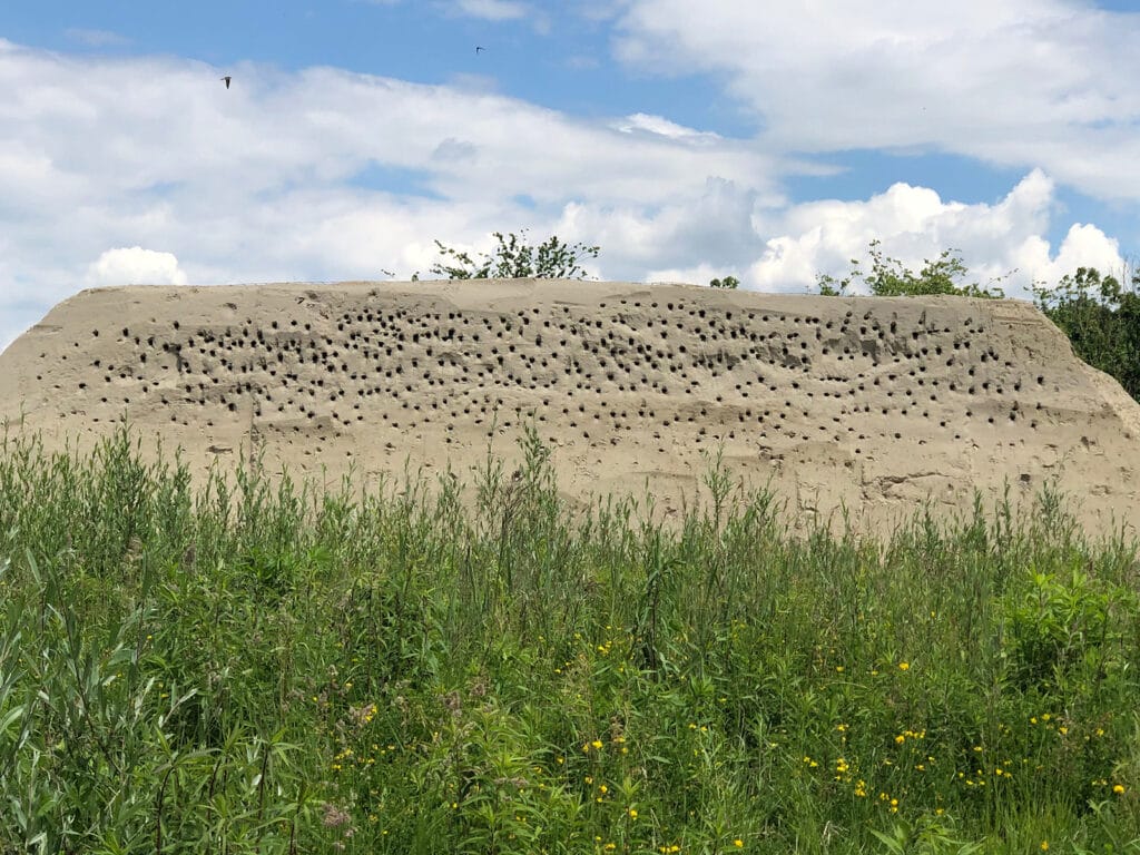 Uferschwalbe Schüttung