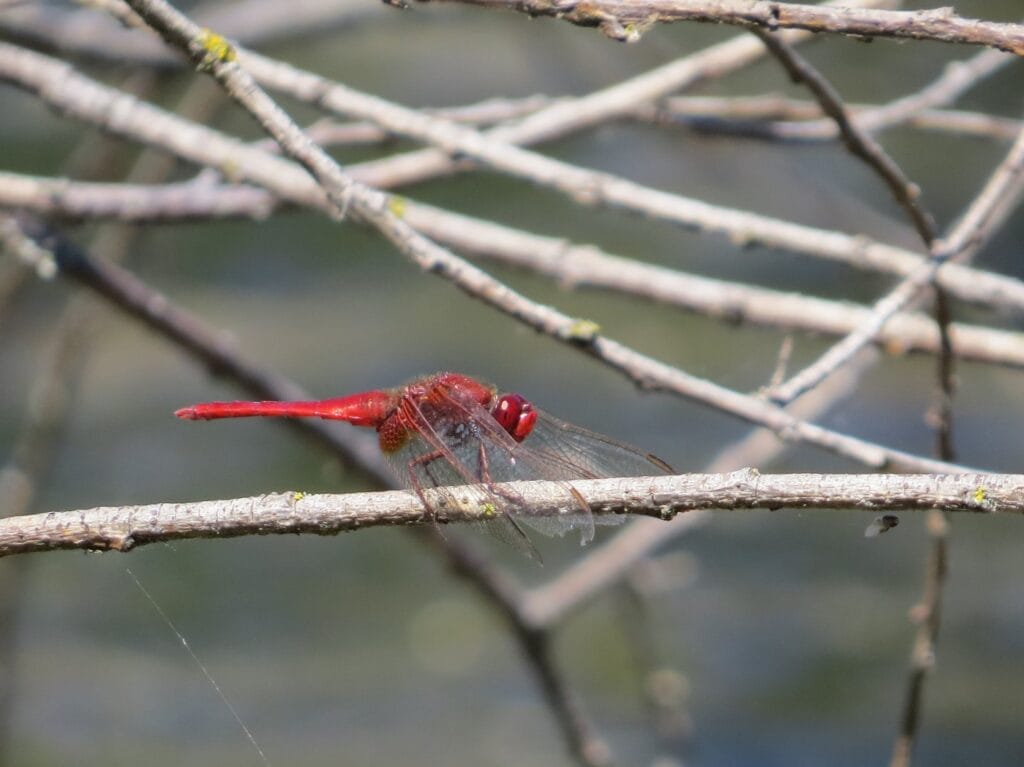 Feuerlibelle (Crocothemis erythraea)