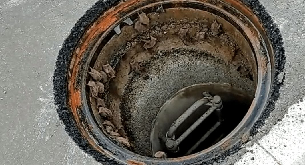 Tunnelfledermäuse in der Kanalisation