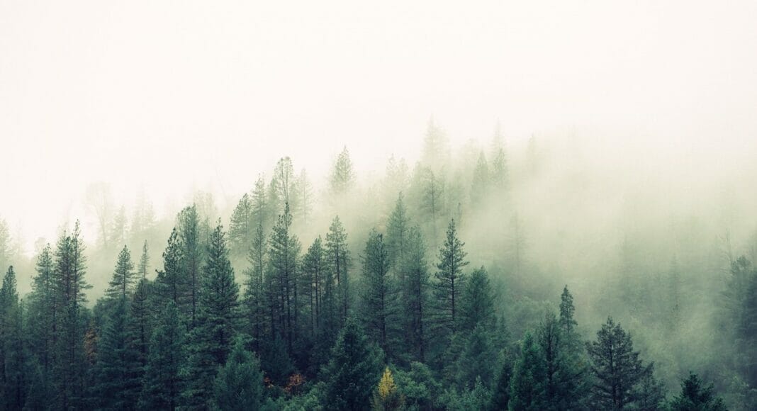 Wald