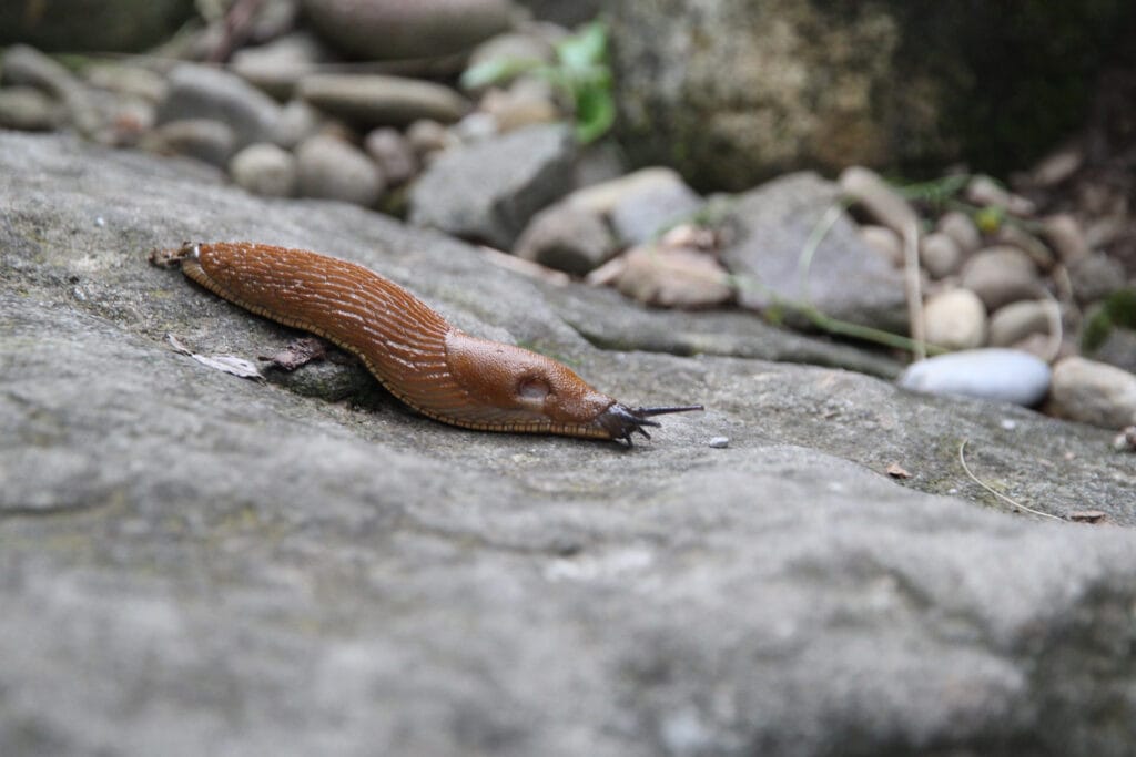 Nacktschnecke