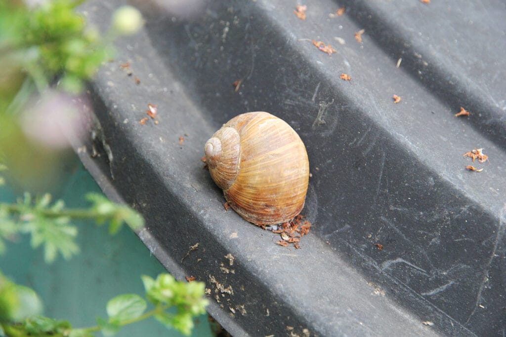 Weinbergschnecke