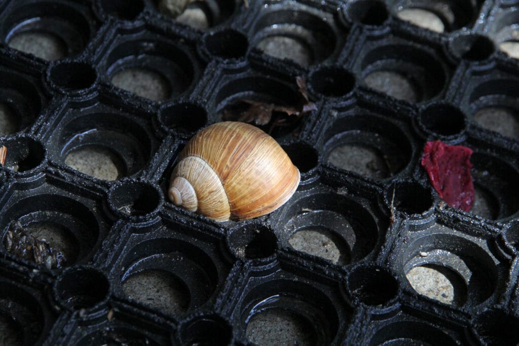 Weinbergschnecke