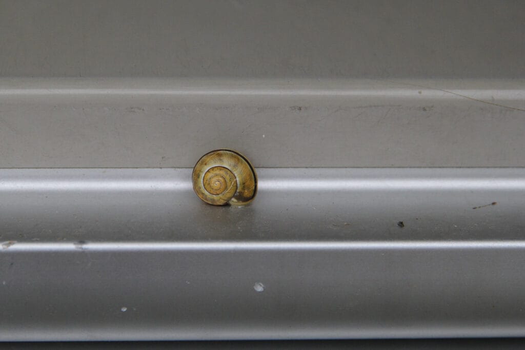 Schnecke auf Briefkasten