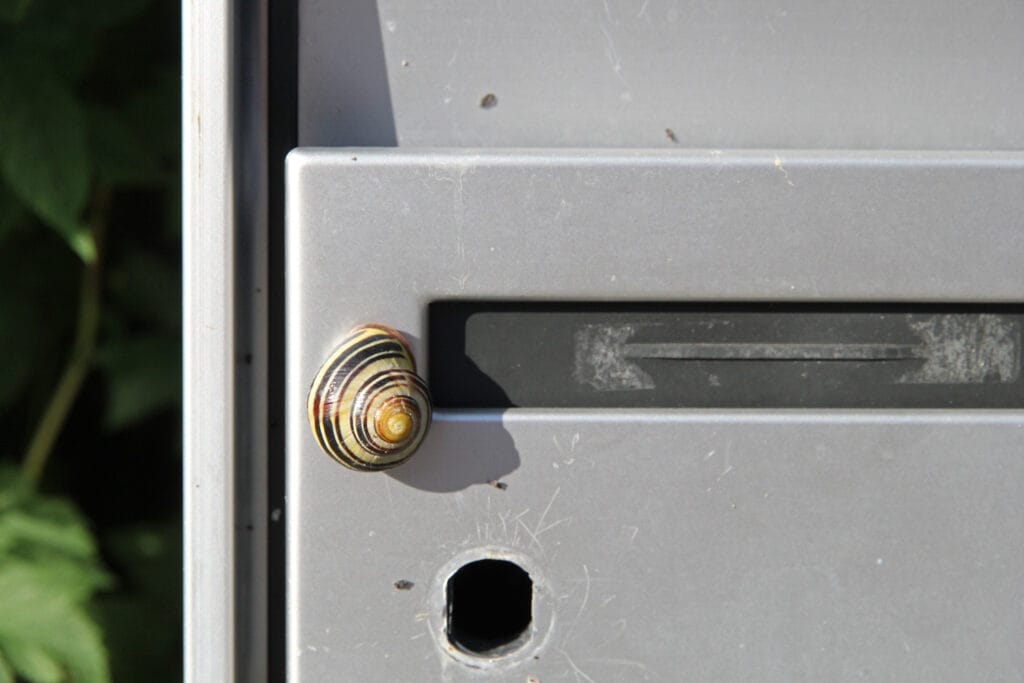 Schnecke auf Briefkasten