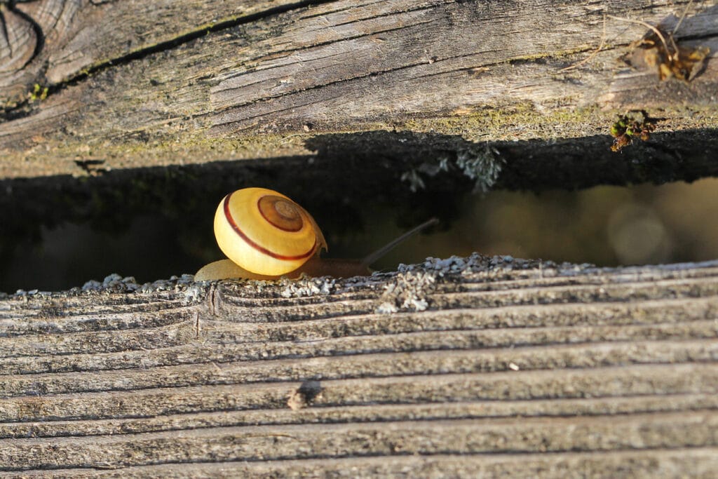 Schnecke in einer Spalte