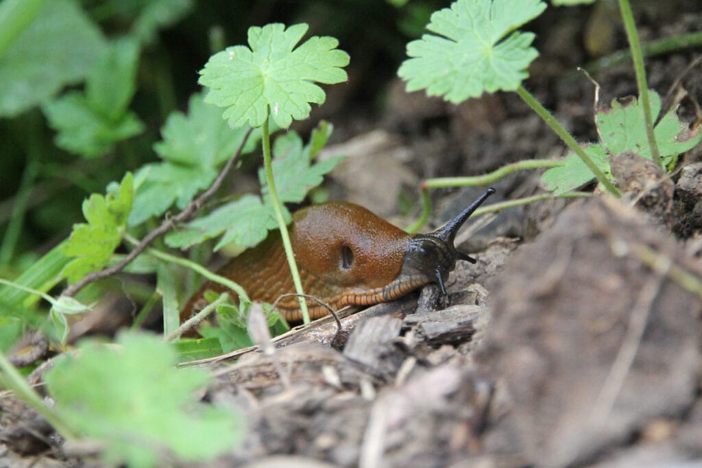 Nacktschnecke