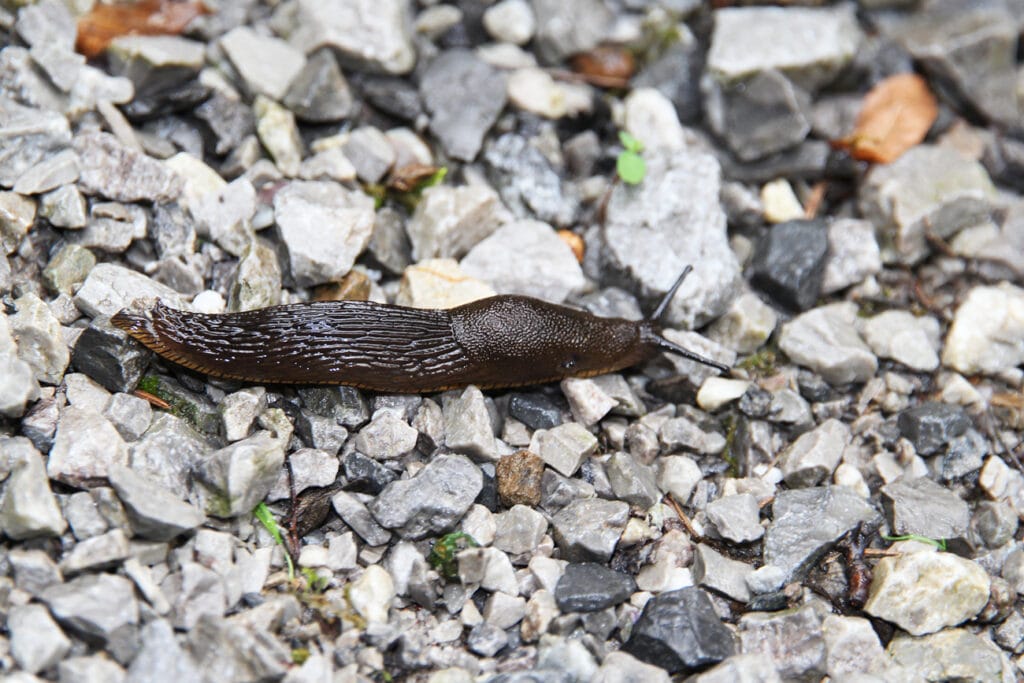 Nacktschnecke