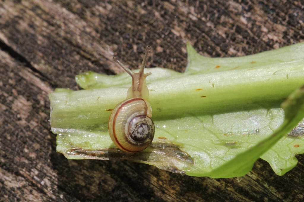 Schnecke auf Salatblatt