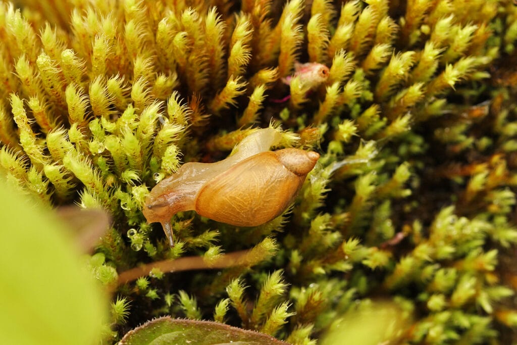 Schnecke auf Moos