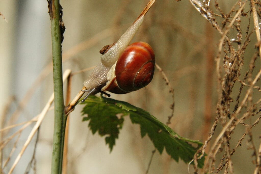 Schnecke mit rotem Haus