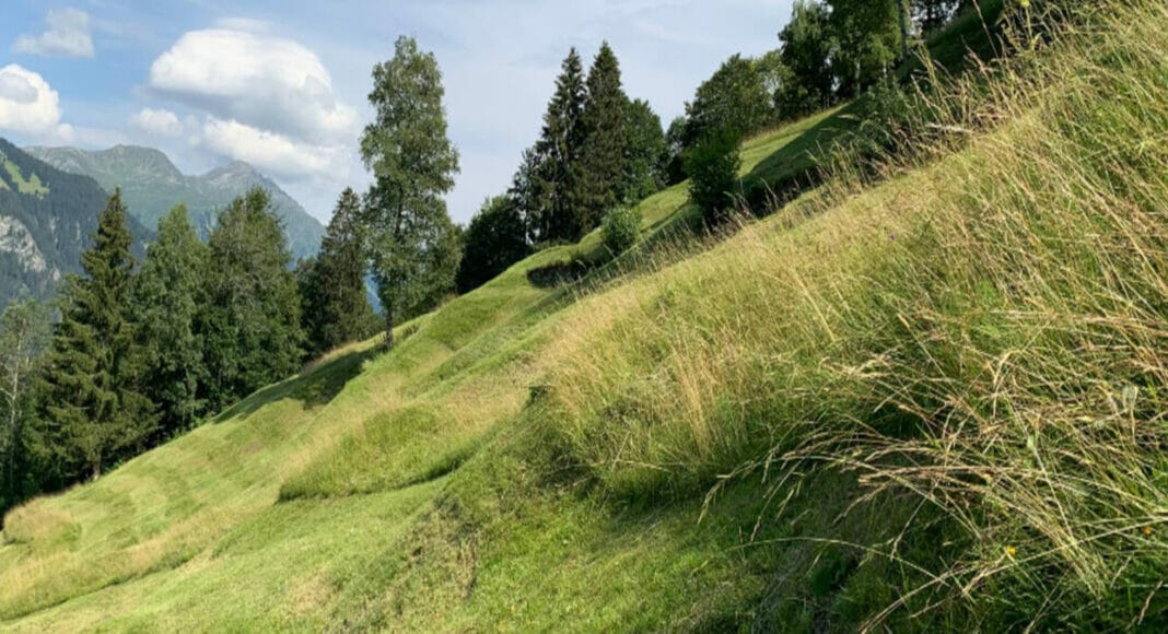 Stehengelassener Wiesenstreifen für Insekten