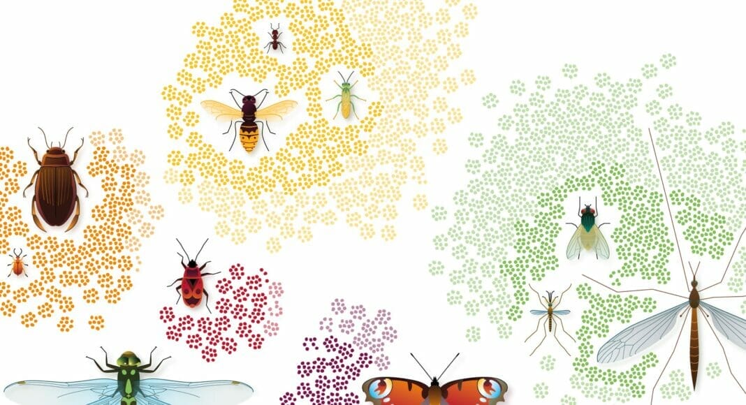Insektenvielfalt der Schweiz