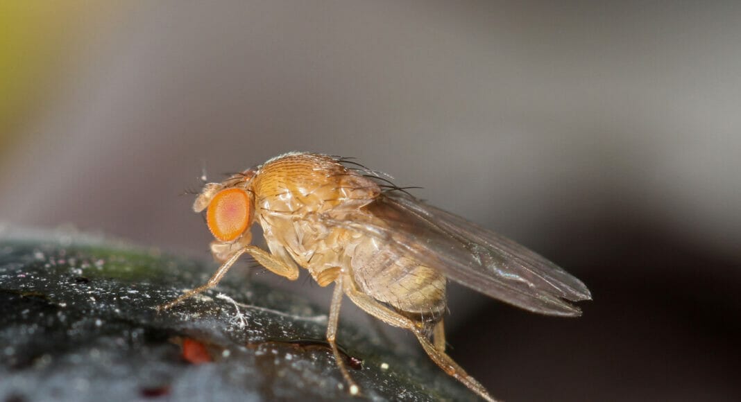 Weibchen der Kirschessigfliege