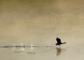 Quiz: Wasservögel Ente